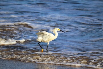 A beautiful bird by the sea on a summer day.