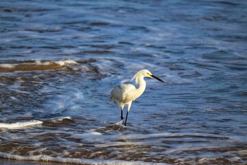 A beautiful bird by the sea on a summer day.