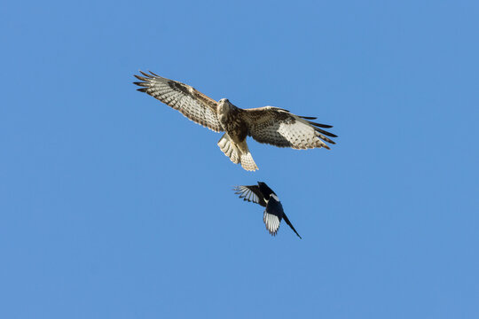 BUSARDO  CON GARZA BUTEO BUTEO