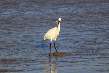 Fototapeta premium A beautiful bird by the sea on a summer day.