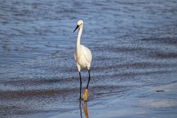 A beautiful bird by the sea on a summer day.
