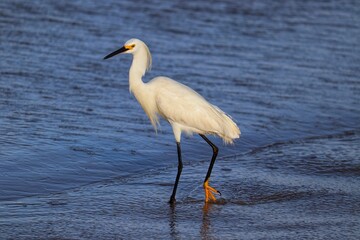 A beautiful bird by the sea on a summer day.