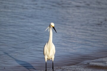 A beautiful bird by the sea on a summer day.