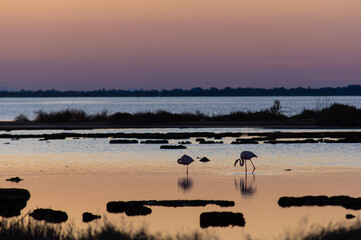 Naklejka premium Sunrise over the ponds with pink flamingos in silouette
