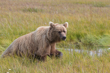 Alaskan Brown Bears on the Lake Clark National Park, Alaska