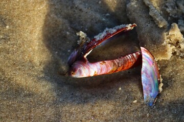 The beauty of the shells found on the edge of the beach at dusk.