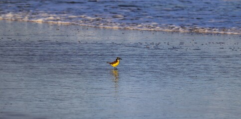 A beautiful bird by the sea on a summer day.