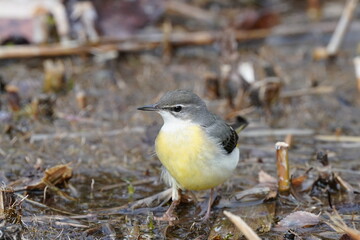 grey wagtail in the forest