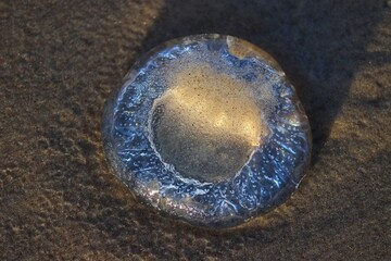 The beauty of the jellyfish found along the beach in summer.