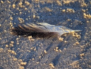 The beauty of a bird feather found by the sea in summer.