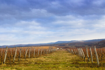 Fototapeta na wymiar Landscape of vineyard running in V shape of a row in the spring on the fields