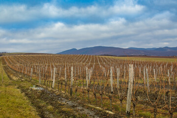Fototapeta na wymiar Landscape of vineyard running in V shape of a row in the spring on the fields