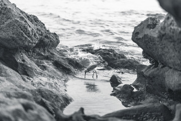 Laguna Bird in Water
