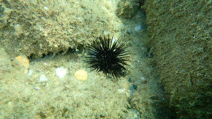 Naklejka na ściany i meble Black sea urchin (Arbacia lixula) undersea, Aegean Sea, Greece, Halkidiki