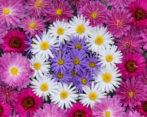 Spring flowers. Chrysanthemum. Beautiful Autumn pink , purple , violet , white chrysanthemum flowers. Postcard, greetings. Banner Spring flowers of different colors .Top view. Texture and background 