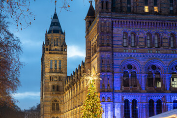 Christmas tree in front of Natural History museum in London. England - obrazy, fototapety, plakaty