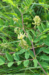 Astragalus (Astragalus glycyphyllos) grows in nature