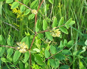 Astragalus (Astragalus glycyphyllos) grows in nature