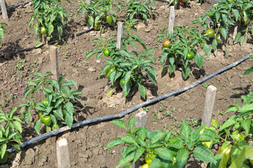 Drip irrigation of vegetable crops
