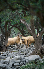 Sheeps, dry stone wall and olive trees