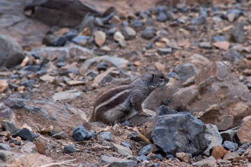 squirrel between rocks in the mountains