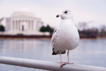 Obraz premium Seagull poses in front of Jefferson Memorial - Washington DC United States