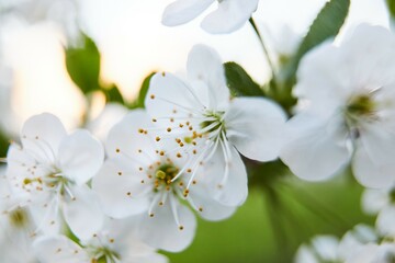 White beatiful flowers macro shot with nice bokeh