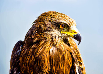 Eagle 