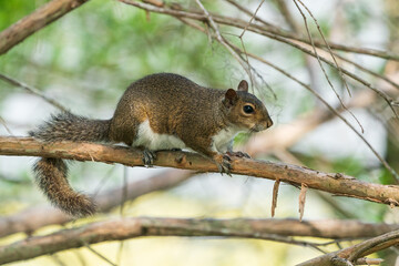 Naklejka na ściany i meble The grey squirrel (Sciurus carolinensis)