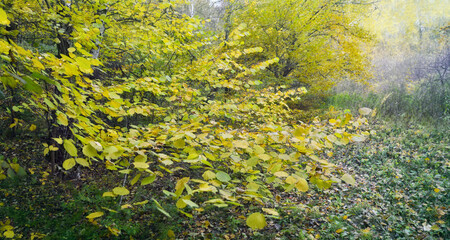 Leafy forest in autumn time. Wood of deciduous trees in fall. Nature background
