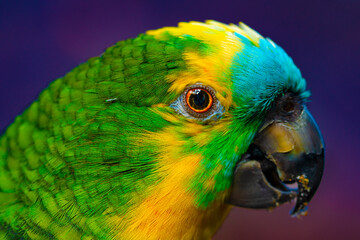 parrot brazil