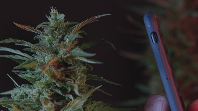 A farmer takes pictures with his phone of a raw cannabis plant. He presses his finger on the screen. Ripening of the female plant. Narrow leaves.