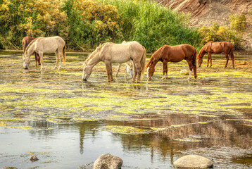 Salt River Mustang wild herd, Arizona