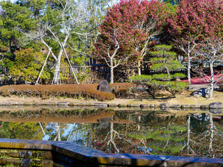 Fototapeta na wymiar 庭園の山茶花と池