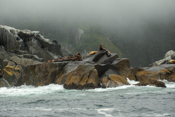 Alaska wildlife
