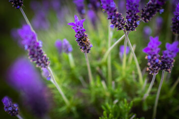 Bee. Bee pollinates lavender flowers. Vegetation vegetation with insects.