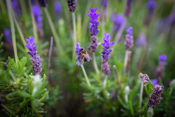 Bee. Bee pollinates lavender flowers. Vegetation vegetation with insects.