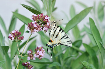 Beautiful scarce swallowtail butterfly collects nectar on flower. This butterfly is currently protected by law in some European countries.