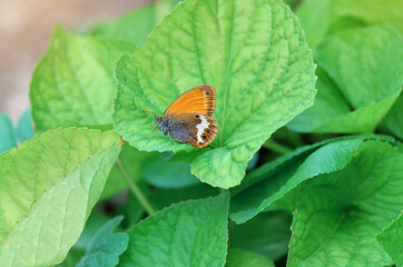 Coenonympha arcania or pearly heath, is a butterfly species belonging to the family Nymphalidae. Small orange butterfly sitting on a green leaves.