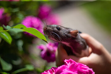 The hand holds the rat's view with close up
