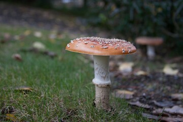 I used to do a lot of mushroom foraging in the pacific northwest. I'd find lots of Boletes, Amanita Muscaria (fly agaric), Polypores, and numerous others.