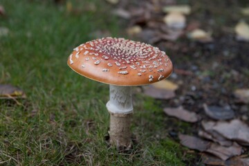 I used to do a lot of mushroom foraging in the pacific northwest. I'd find lots of Boletes, Amanita Muscaria (fly agaric), Polypores, and numerous others.