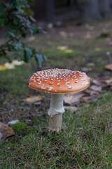 I used to do a lot of mushroom foraging in the pacific northwest. I'd find lots of Boletes, Amanita Muscaria (fly agaric), Polypores, and numerous others.