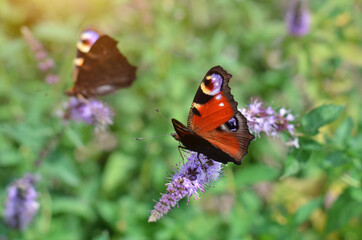 Colorful peacock butterfly, also called the European peacock or Aglais io, in its natural habitat collects nectar on a flower on a summer day.