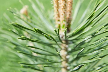 Pine tree flower close up. Horizontal picture