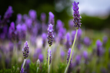 Obraz premium Lavender. Blossoming Lavender flowers background. Purple flowers of lavender.