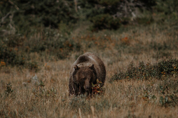 Grizzly bear walking grazing through the forest in the mountains of Montana 