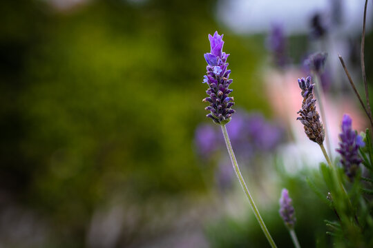Lavender. Blossoming Lavender flowers background. Purple flowers of lavender.