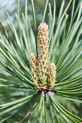Pine tree flower close up. Vertical picture