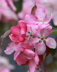 Obraz premium Delicate pink flowers on a green bush. Floral background. First spring flowers. Sakura in spring time. Many pink flowers Maus floribunda on a bush in the garden. Place for text. Maus floribunda blooms